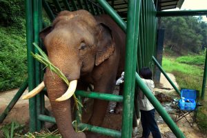 No. 1 Most Expensive Coffee Comes From Elephant's No. 2 : The Salt ...