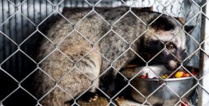 A civet in a cage, being used to produce kopi luwak